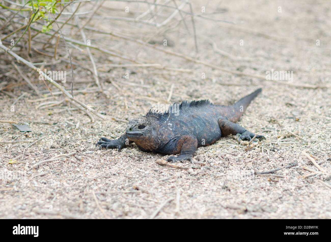 Iguanes marins sur les îles Galpagos, Equateur Banque D'Images