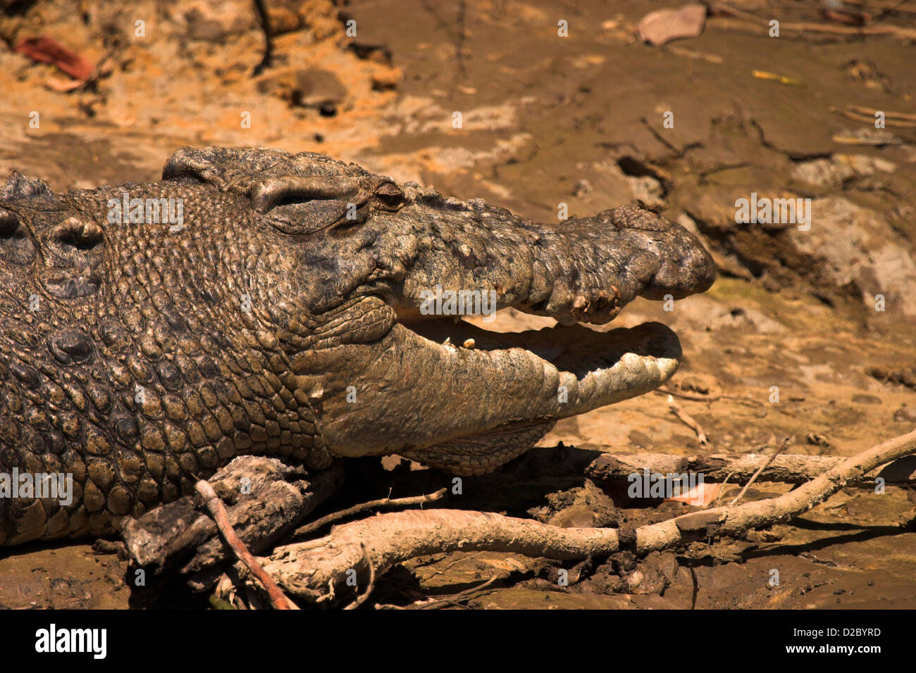 (Crocodile Crocodylidae) Australie Banque D'Images