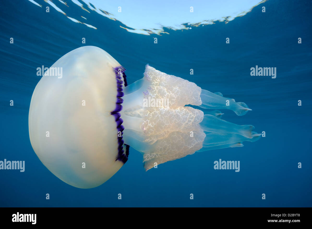 Vue sous-marine de méduses nager près de la surface, Rhizostoma pulmo en Mer Méditerranée Banque D'Images
