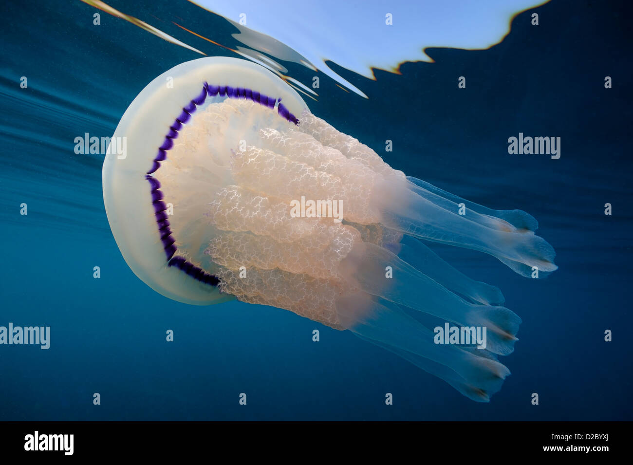 Vue sous-marine de méduses nager près de la surface, Rhizostoma pulmo en Mer Méditerranée Banque D'Images