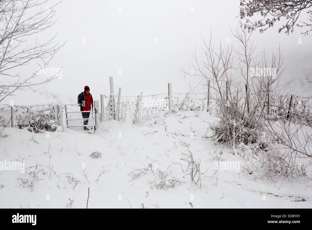 Femme marche dans les champs de neige, Galles, Royaume-Uni Banque D'Images