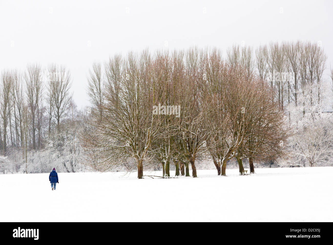 Personne de marcher à travers champ neigeux vers d'arbres sur les prés du Château, Galles, Royaume-Uni Banque D'Images