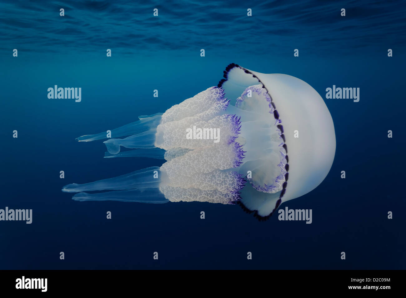 Vue sous-marine de méduses nager près de la surface, Rhizostoma pulmo en Mer Méditerranée Banque D'Images