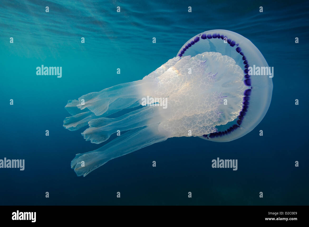 Vue sous-marine de méduses nager près de la surface, Rhizostoma pulmo en Mer Méditerranée Banque D'Images