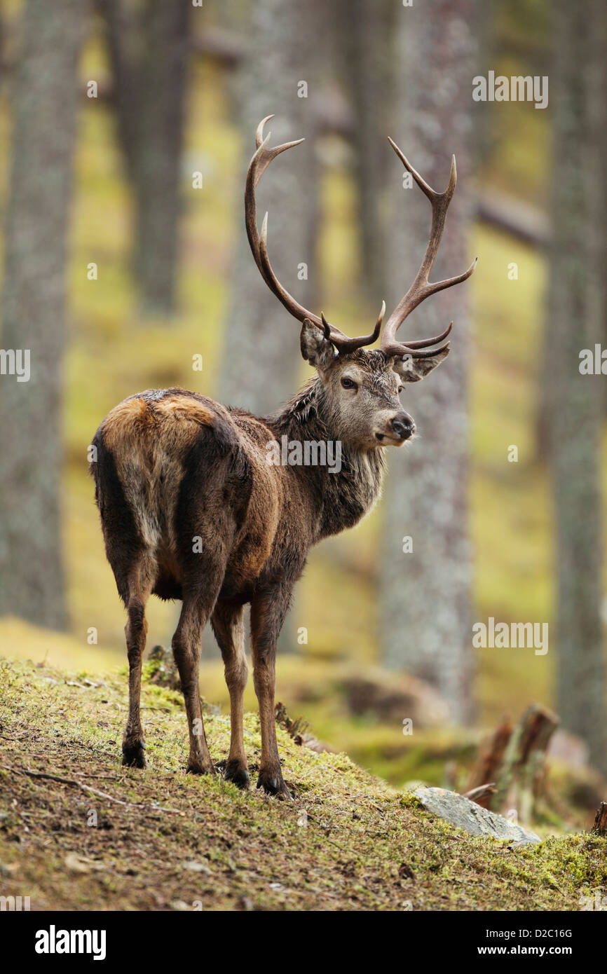 Les jeunes red deer cerf (Cervus elaphus) dans la pluie, vue arrière avec la tête tournée vers l'appareil photo Banque D'Images