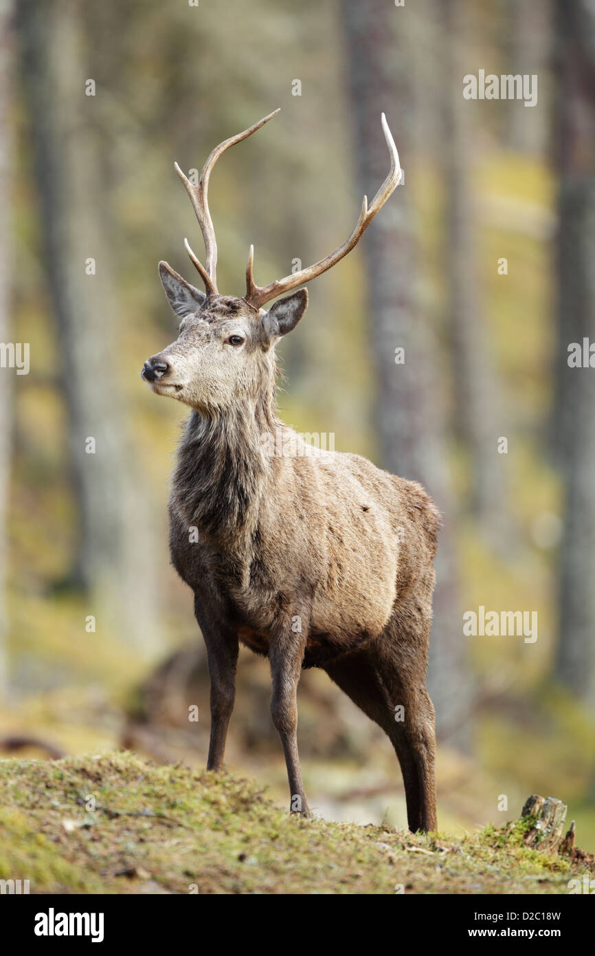 Les jeunes red deer cerf (Cervus elaphus) en bois de pin Banque D'Images