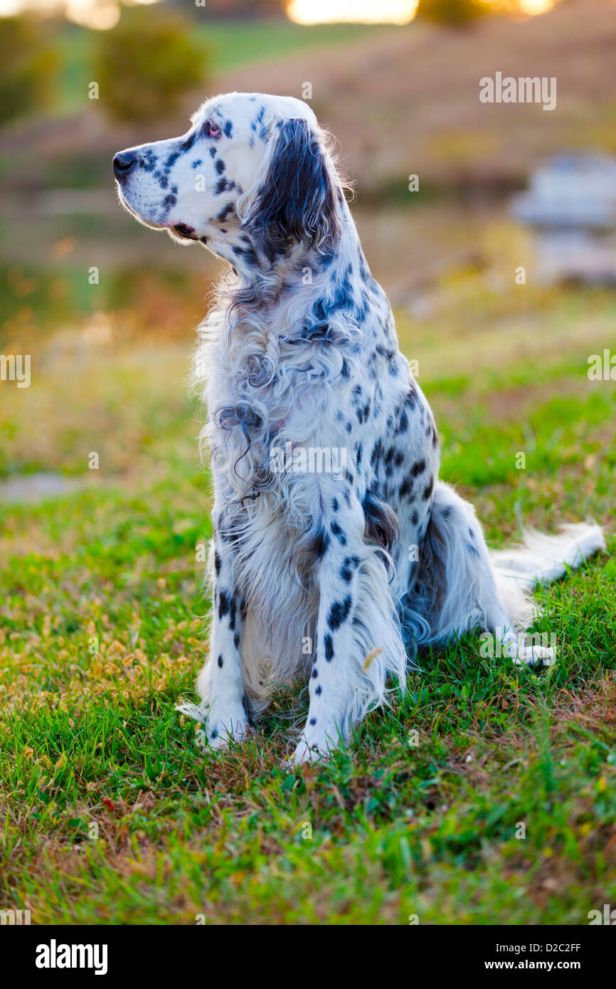 Setter anglais Banque de photographies et d’images à haute résolution