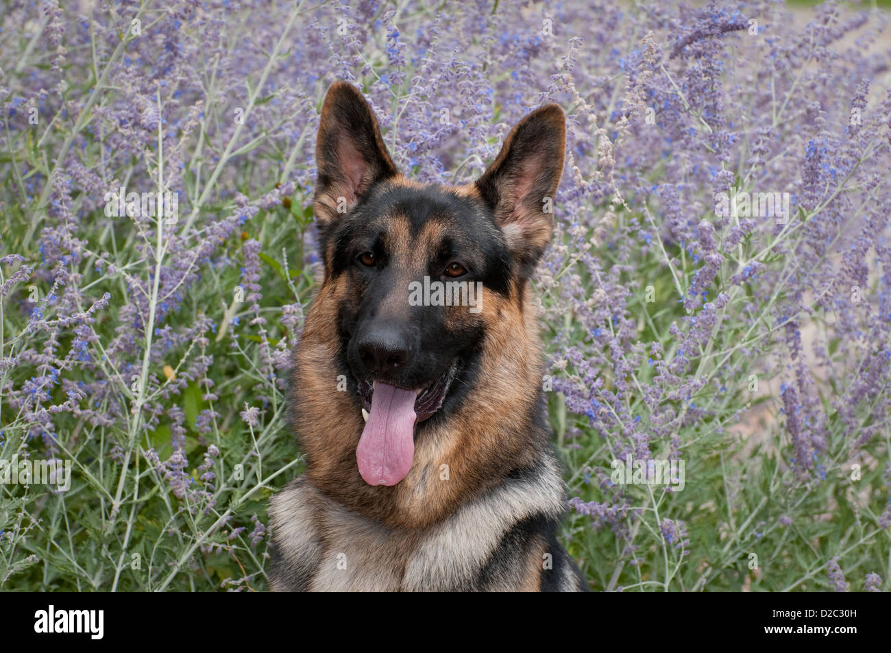 Dog-Head berger allemand shot Banque D'Images
