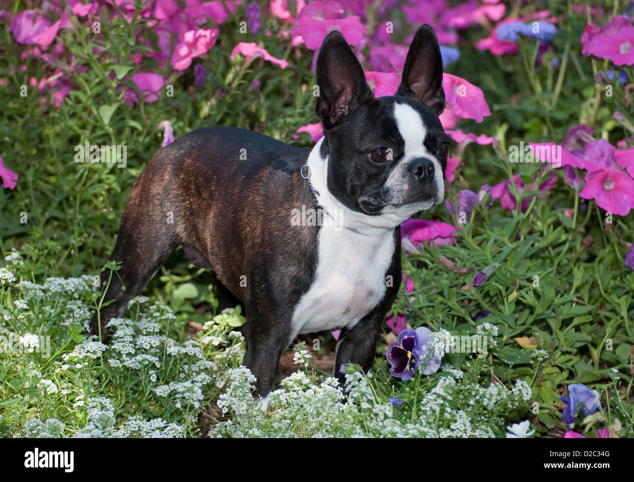 Boston Terrier debout dans les fleurs Banque D'Images