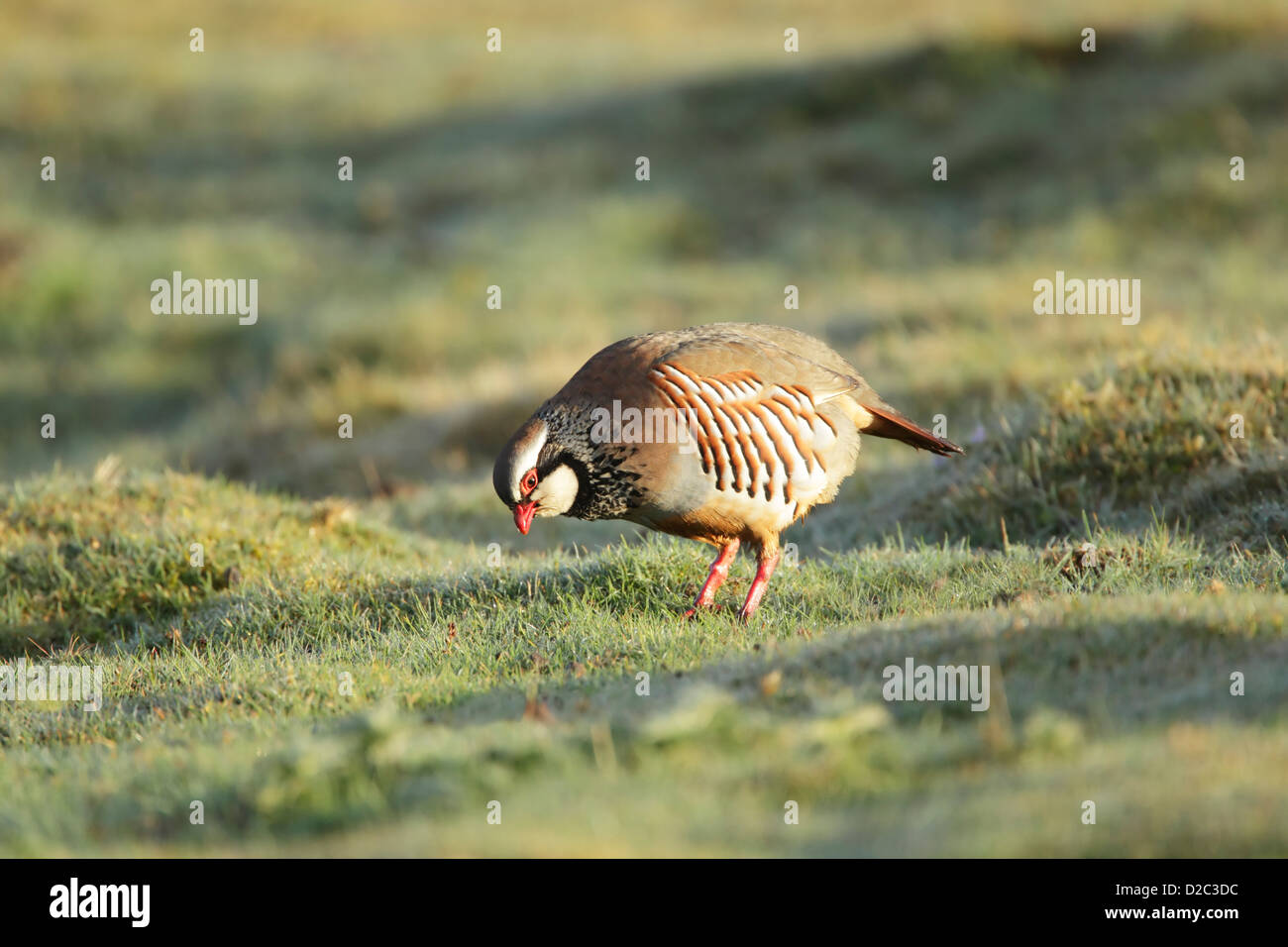 Red-legged partridge (Alectoris rufa) d'hommes qui se nourrissent de prairies couvertes de rosée Banque D'Images