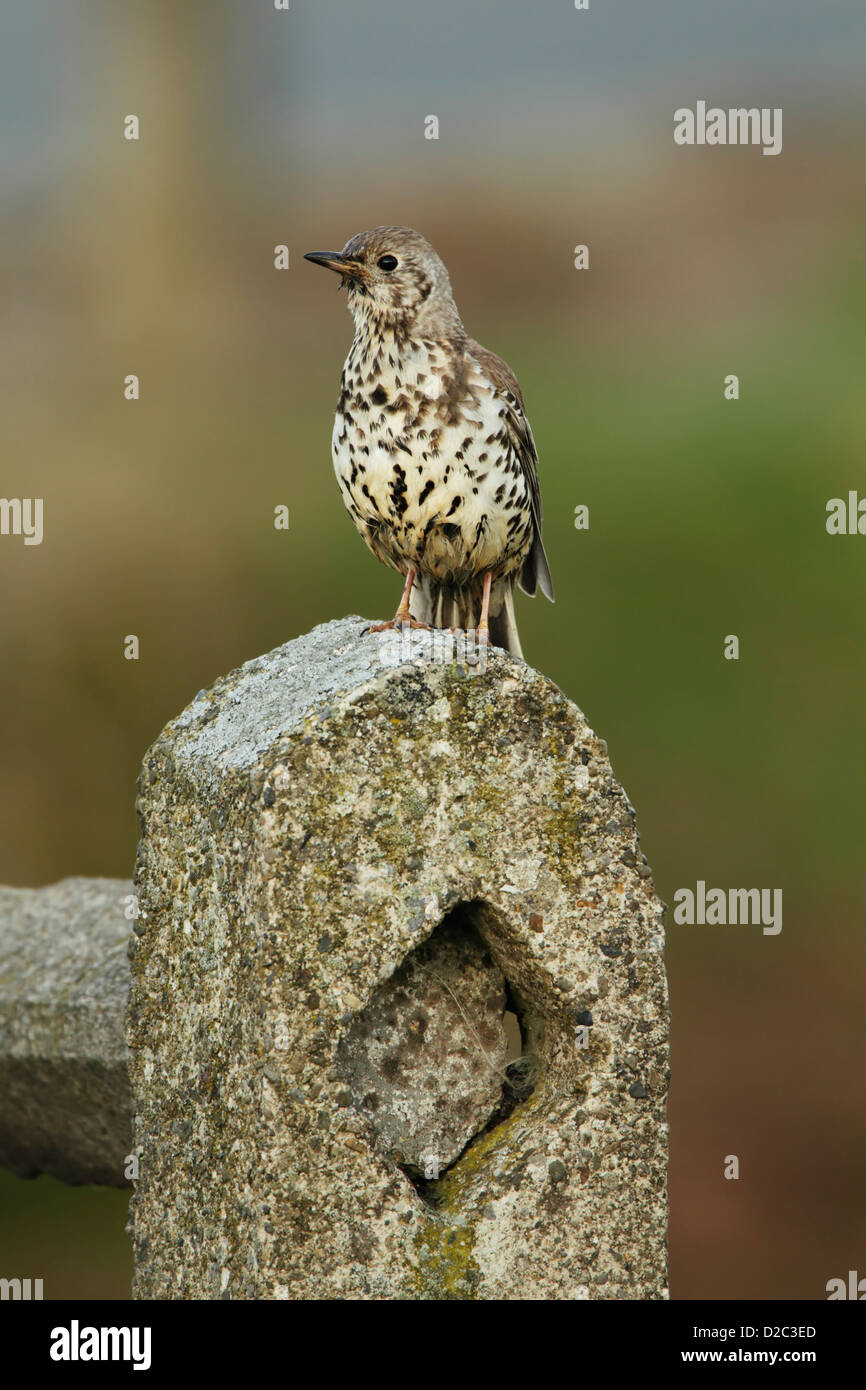 Mistle thrush (Turdus viscivorus) perché sur un post de béton Banque D'Images