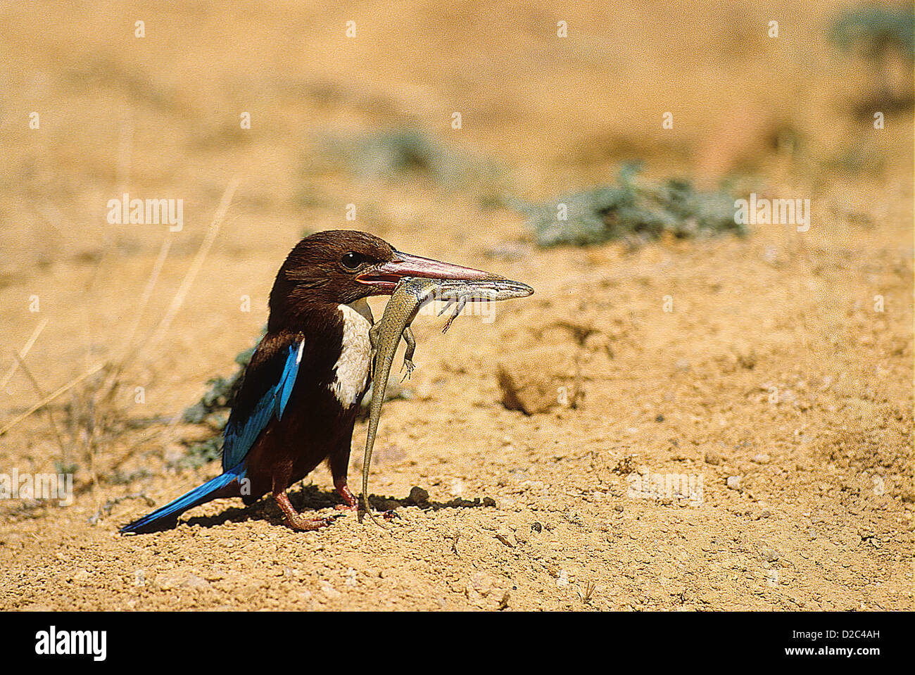 À poitrine blanche King Fisher (Halcyon Smyrnesis ) l'extérieur des villes Bangalore, Karnataka, Inde Banque D'Images