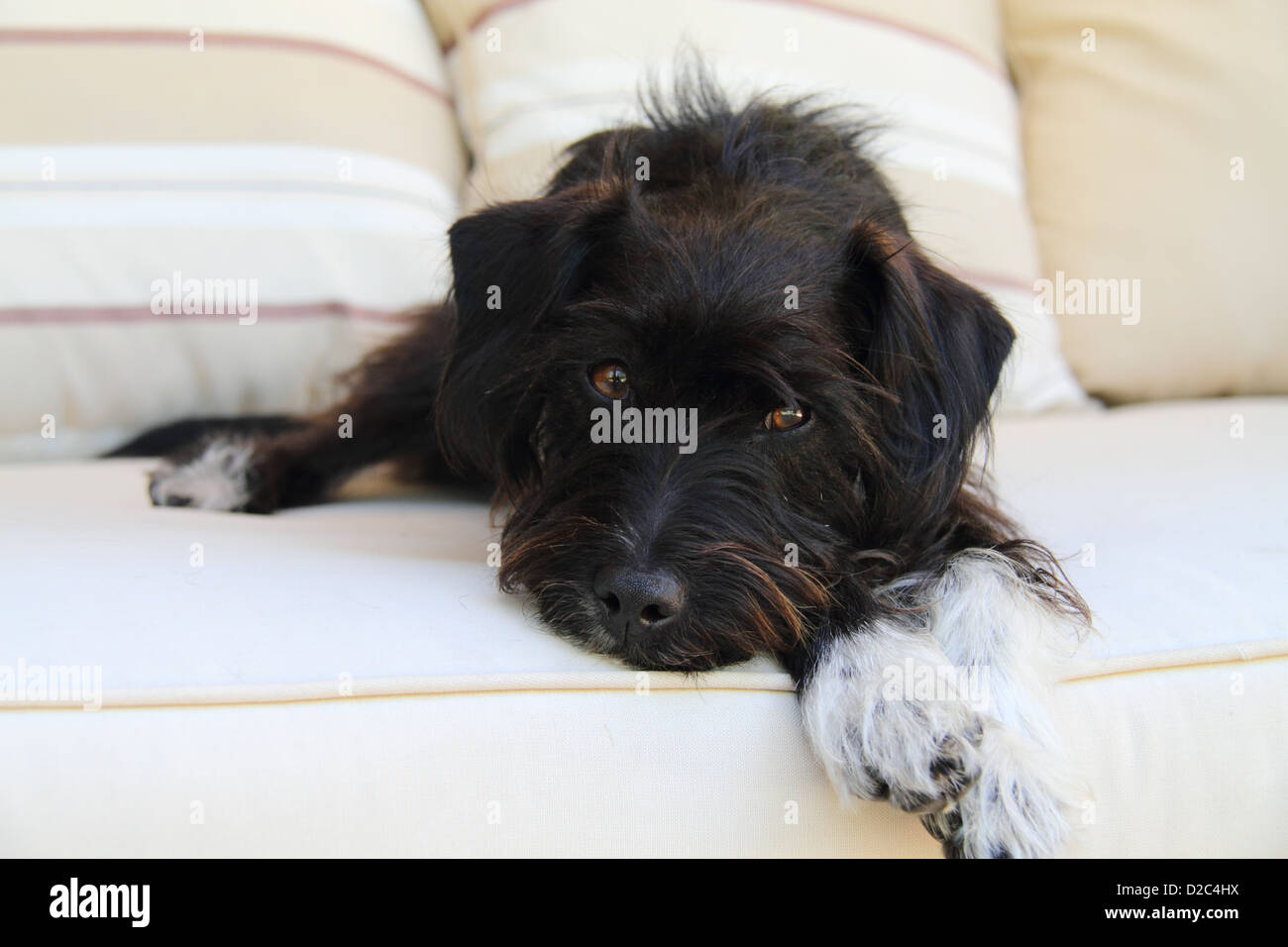 Jack Russell race croisée caniche miniature, seul adulte portant sur un banc rembourré Banque D'Images