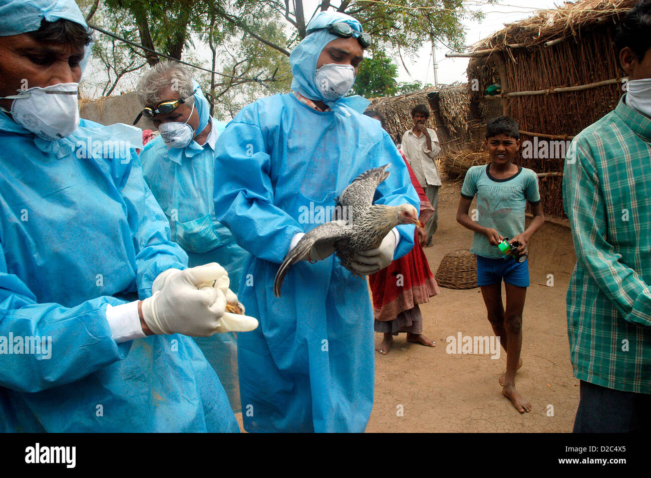 Les villageois main sur les travailleurs de la Santé du gouvernement de la volaille domestique pour l'abattage des poulets infectés dans les maisons des villageois d'arrière-cour Banque D'Images