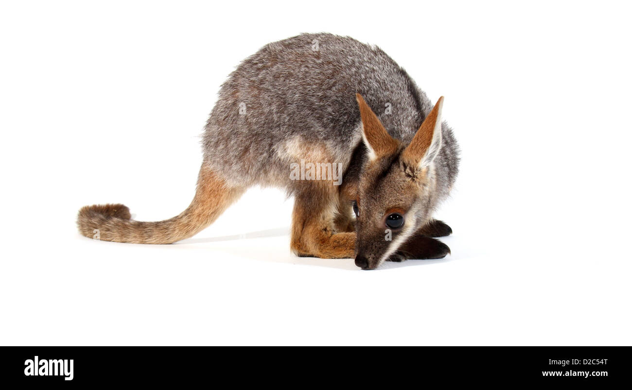 Yellow-footed rock wallaby petrogale xanthopus photographié dans un studio adapté à la découpe Banque D'Images