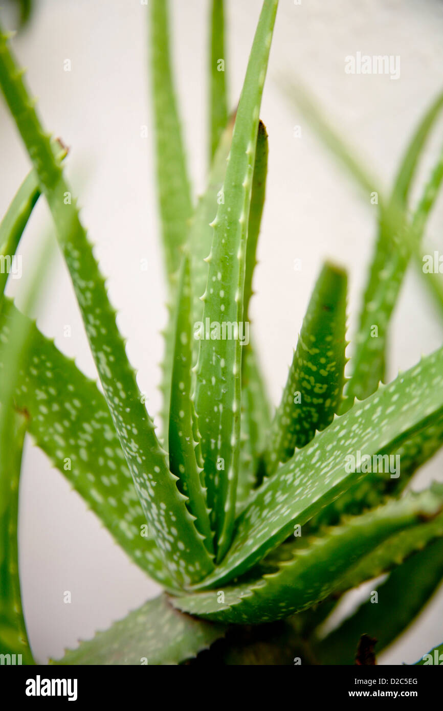 Kumari, Korphad, (Aloe Vera), plante médicinale utilisée pour traiter de nombreuses maladies, de l'Inde Banque D'Images
