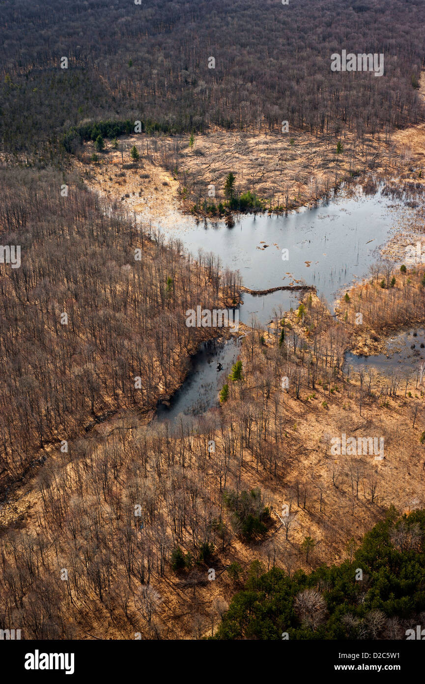 Aspen regenation clair adjacent à beaver pond, Michigan, USA Banque D'Images