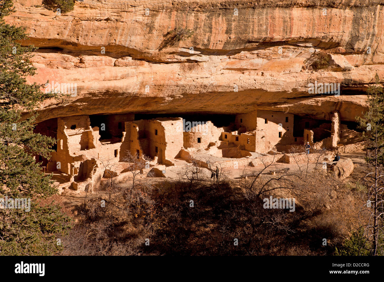 Maison de l'arbre de l'épinette, falaise, demeure de pre-Columbian indiens Anasazi et site du patrimoine mondial de l'UNESCO, le Parc National de Mesa Verde dans C Banque D'Images