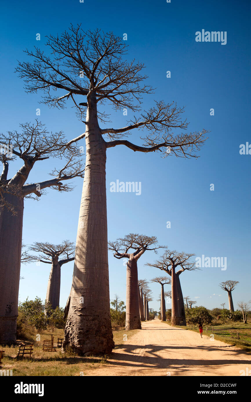 Madagascar, Morondava, l'Avenue des baobabs, Allée des Baobabs Banque D'Images