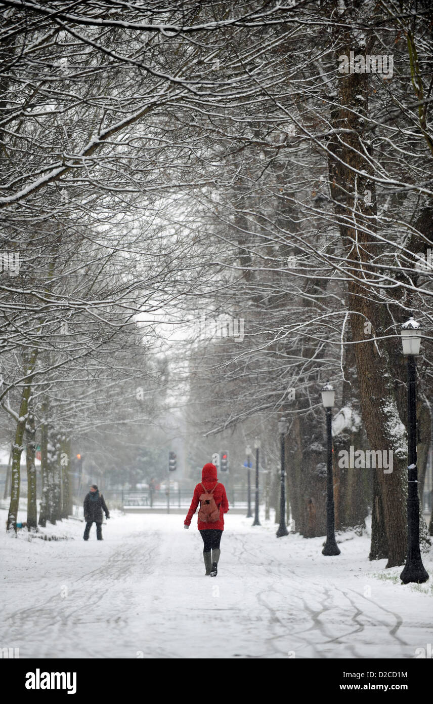 Brighton Sussex UK 20 Janvier 2013 - Marche à travers une avenue d'arbres couverts de neige par le niveau à Brighton Banque D'Images