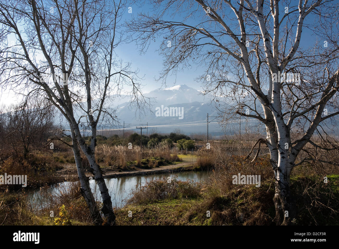 Paysage d'hiver avec des bouleaux au pied du Mont Olympe (Piérie, Macédoine, Grèce, Europe) Banque D'Images