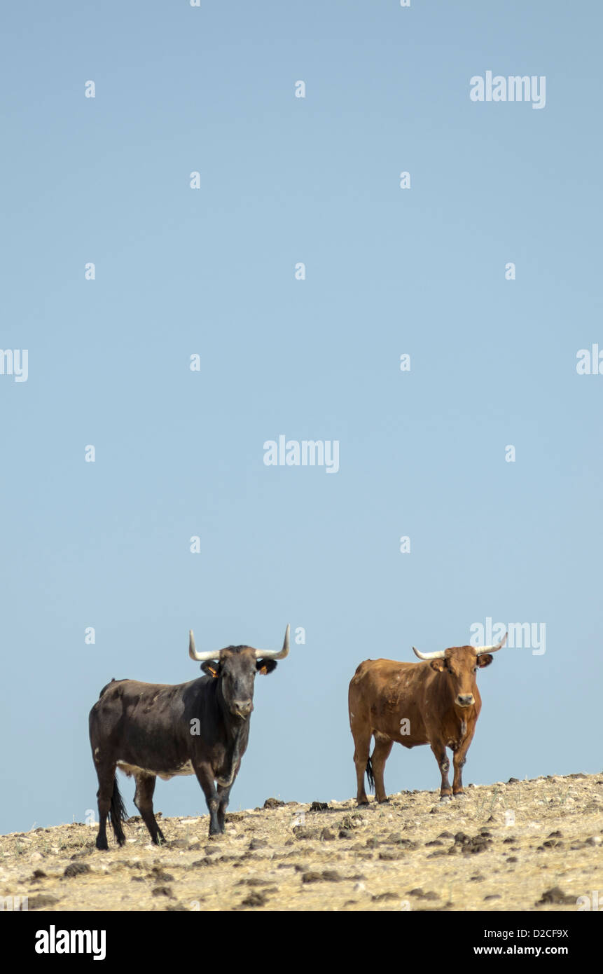 Dans les zones arides de taureaux, Monegros Leciñena, Saragosse. Aragon, Espagne Banque D'Images