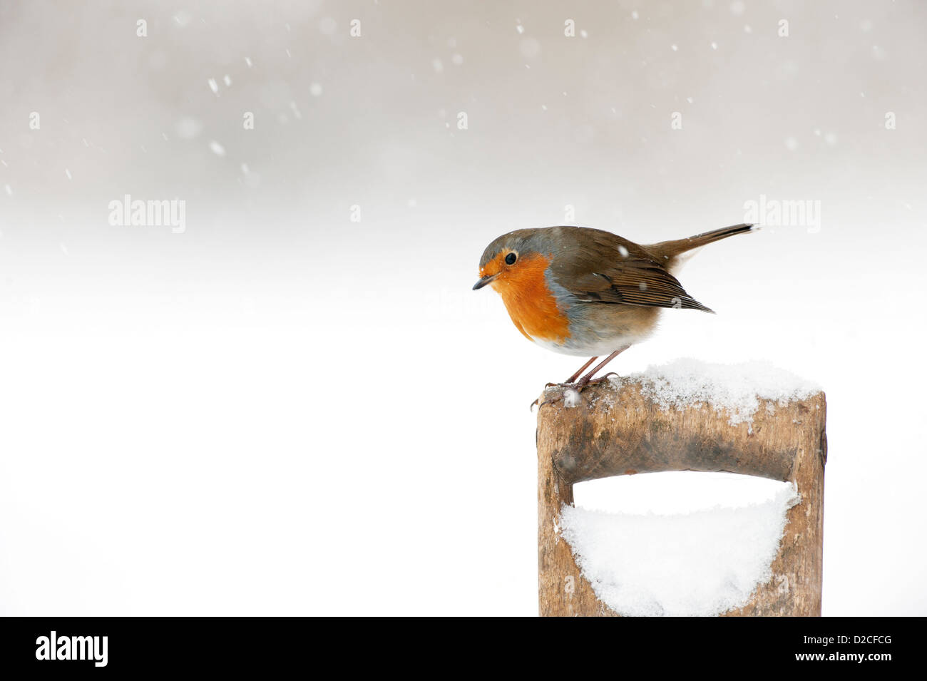Robin (Erithacus rubecula aux abords) dans la neige sur une vieille poignée bêche Banque D'Images