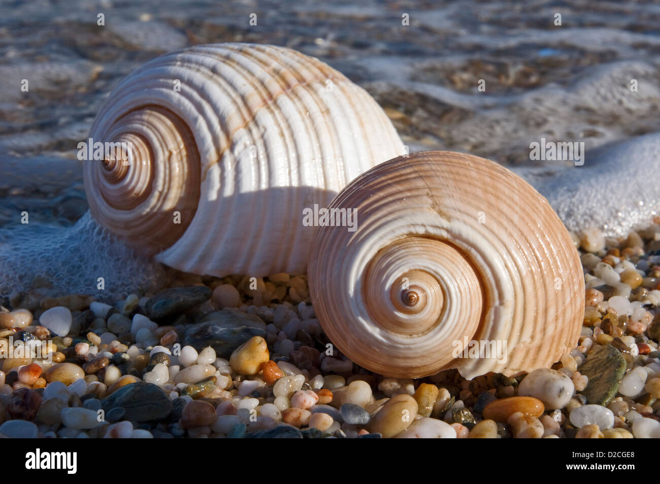 Deux coquilles d'escargots (Tun géant Tonna galea) sur une plage de galets Banque D'Images