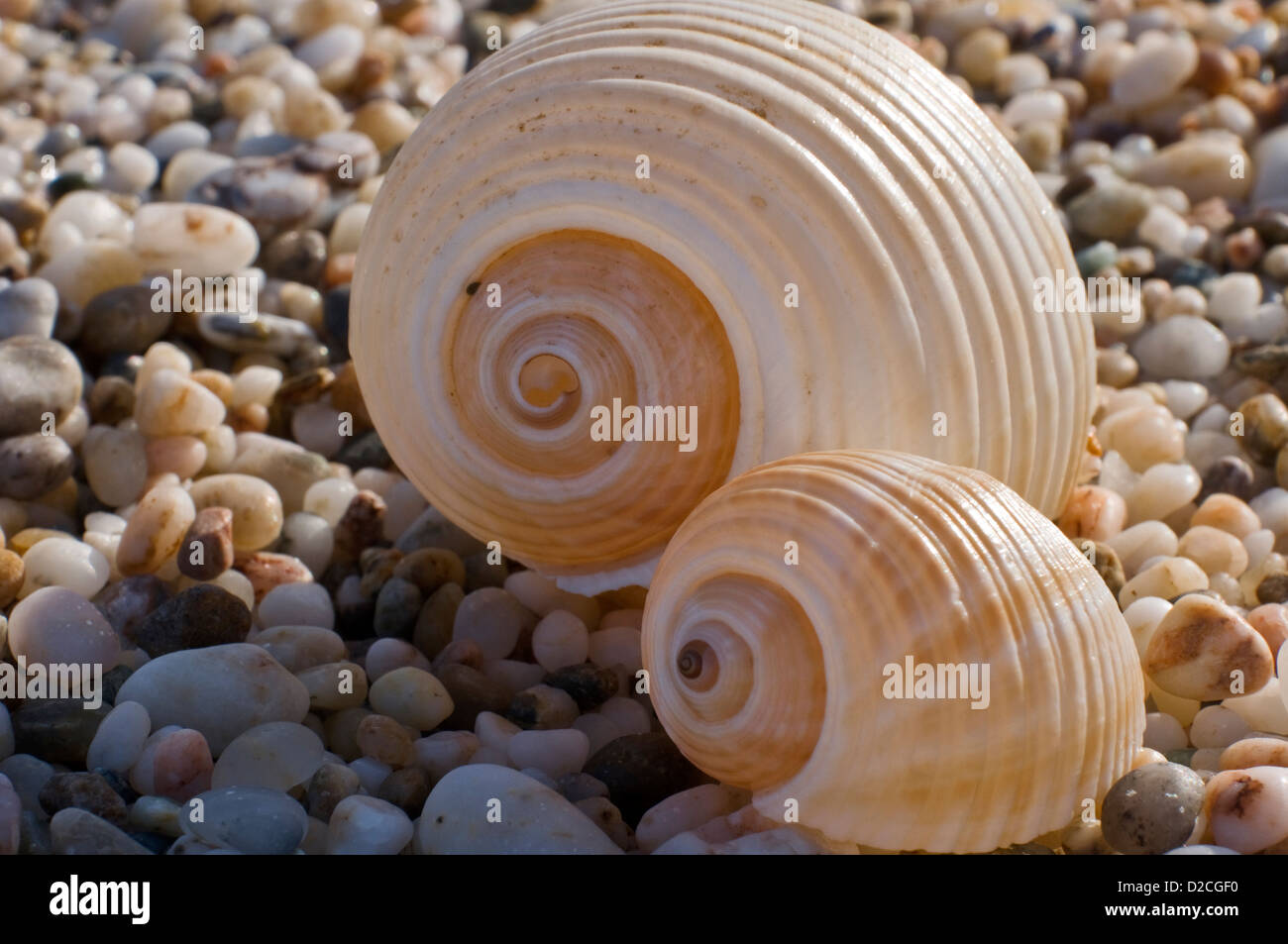 Escargots marins Banque de photographies et d’images à haute résolution Alamy