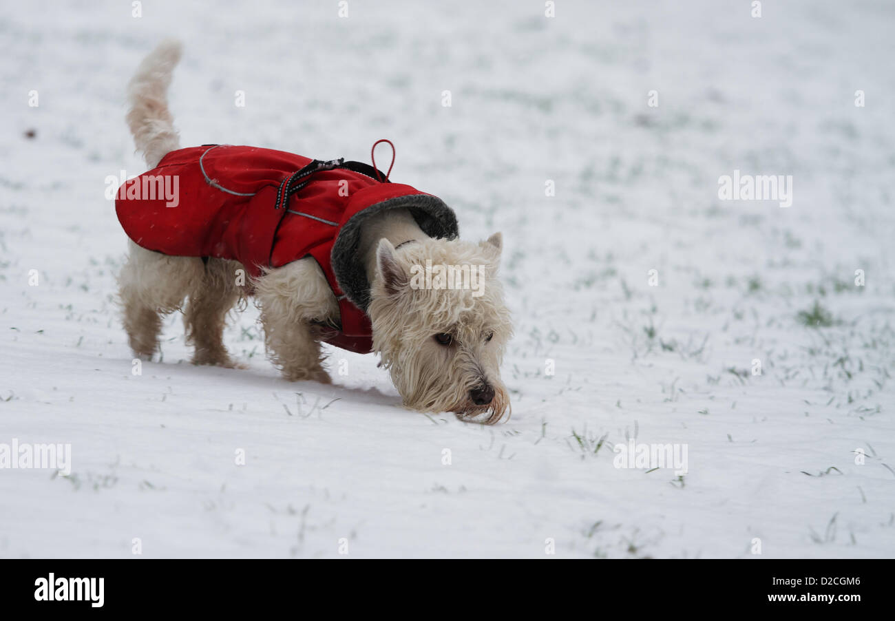 Londres, Royaume-Uni. 20 janvier 2013. Un chien joue dans la neige dans le Green Park de Londres comme la neige tombe à travers la capitale. George Henton / Alamy Live News. Banque D'Images