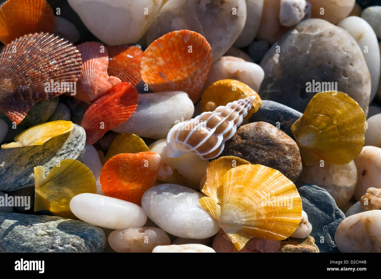 Une variété de coquillages et de galets colorés Banque D'Images