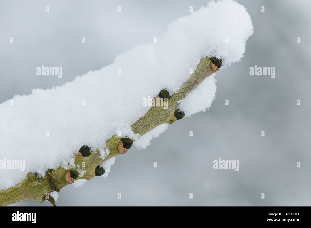 Bourgeons de frêne noir couvert de neige après un blizzard Banque D'Images