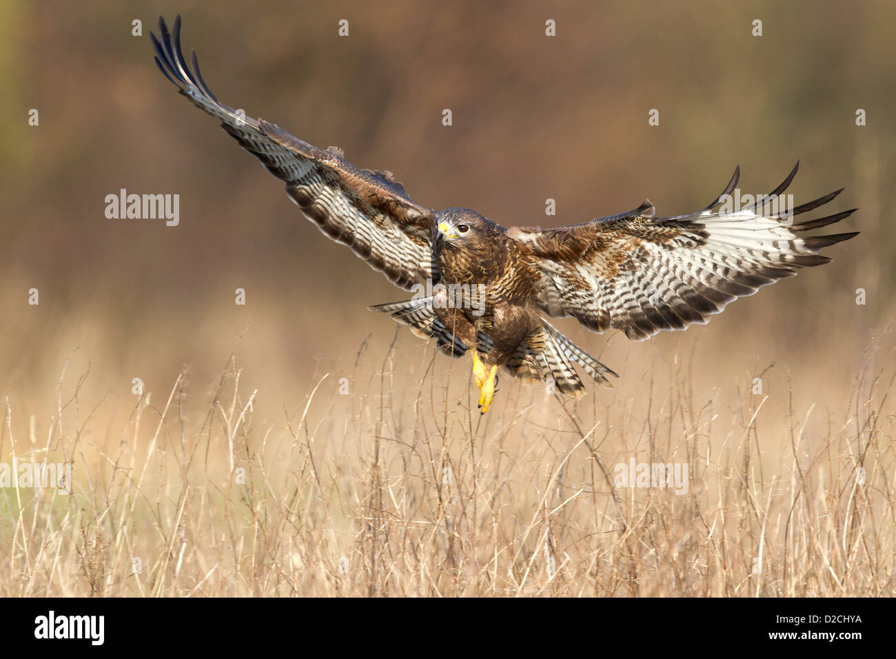 Buse variable en vol Banque D'Images