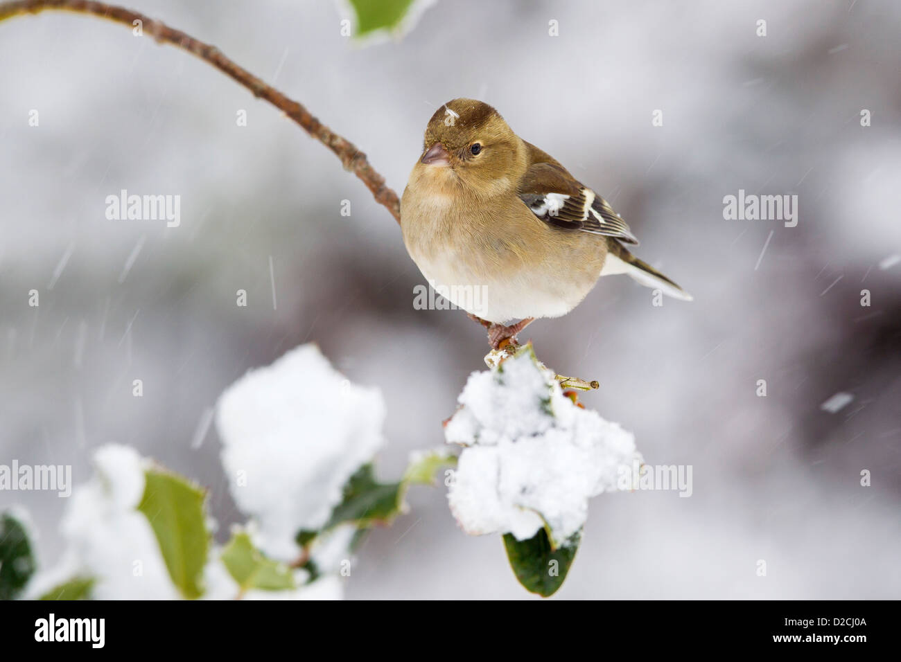 Chaffinch femelle dans la neige Banque D'Images