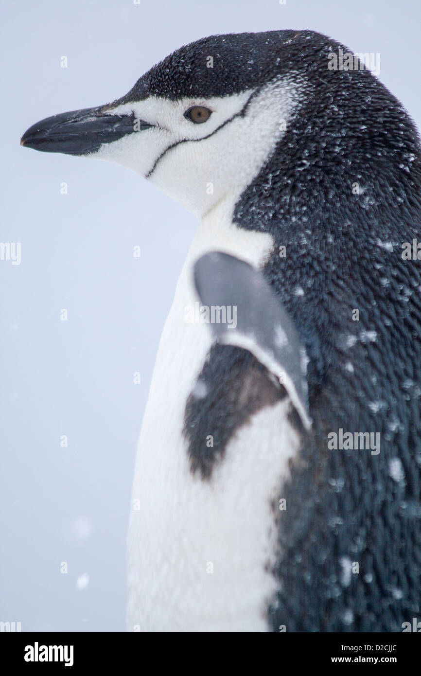 Manchot à Jugulaire (Pygoscelis antarcticus), Laurie Island, Antarctica Banque D'Images