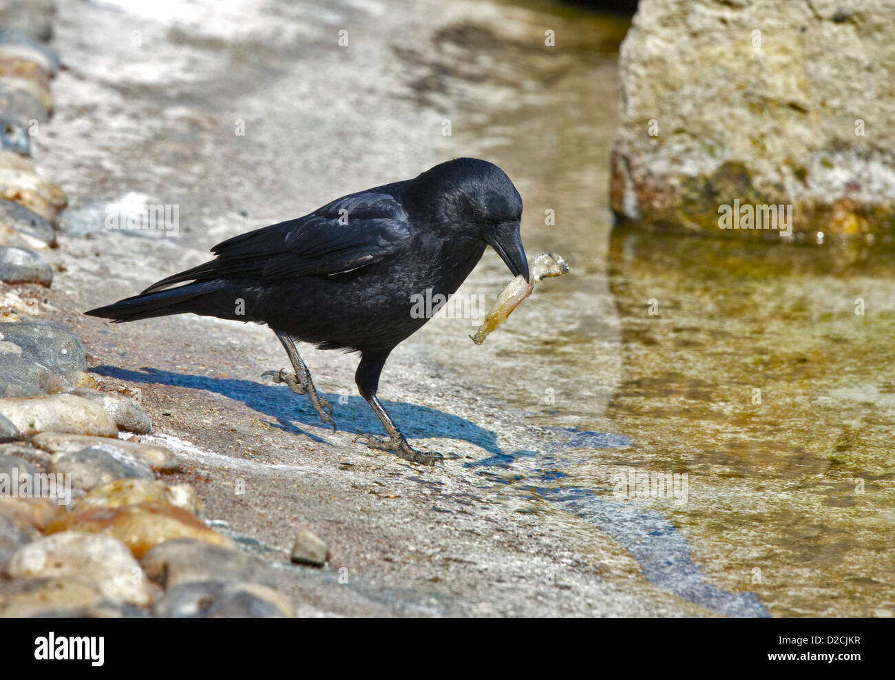 Corbeau freux (corvus frugilegus) manger du poisson Banque D'Images