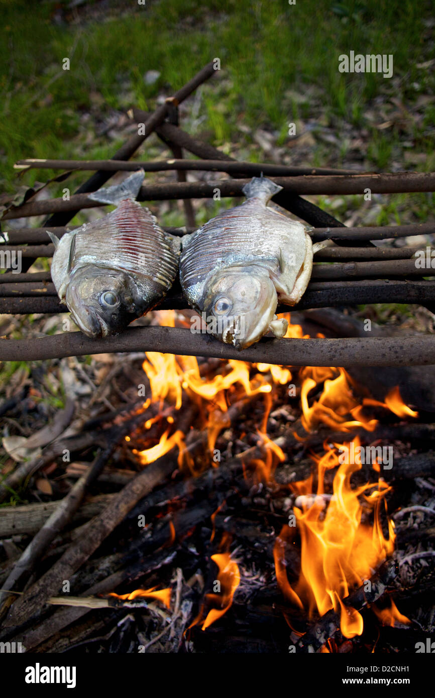 Des piranhas amazoniens grillés (Pygocentrus nattereri) cuits sur une flamme nue sur un gril en bois rustique, mettant en valeur la cuisine traditionnelle en Amazonie Banque D'Images