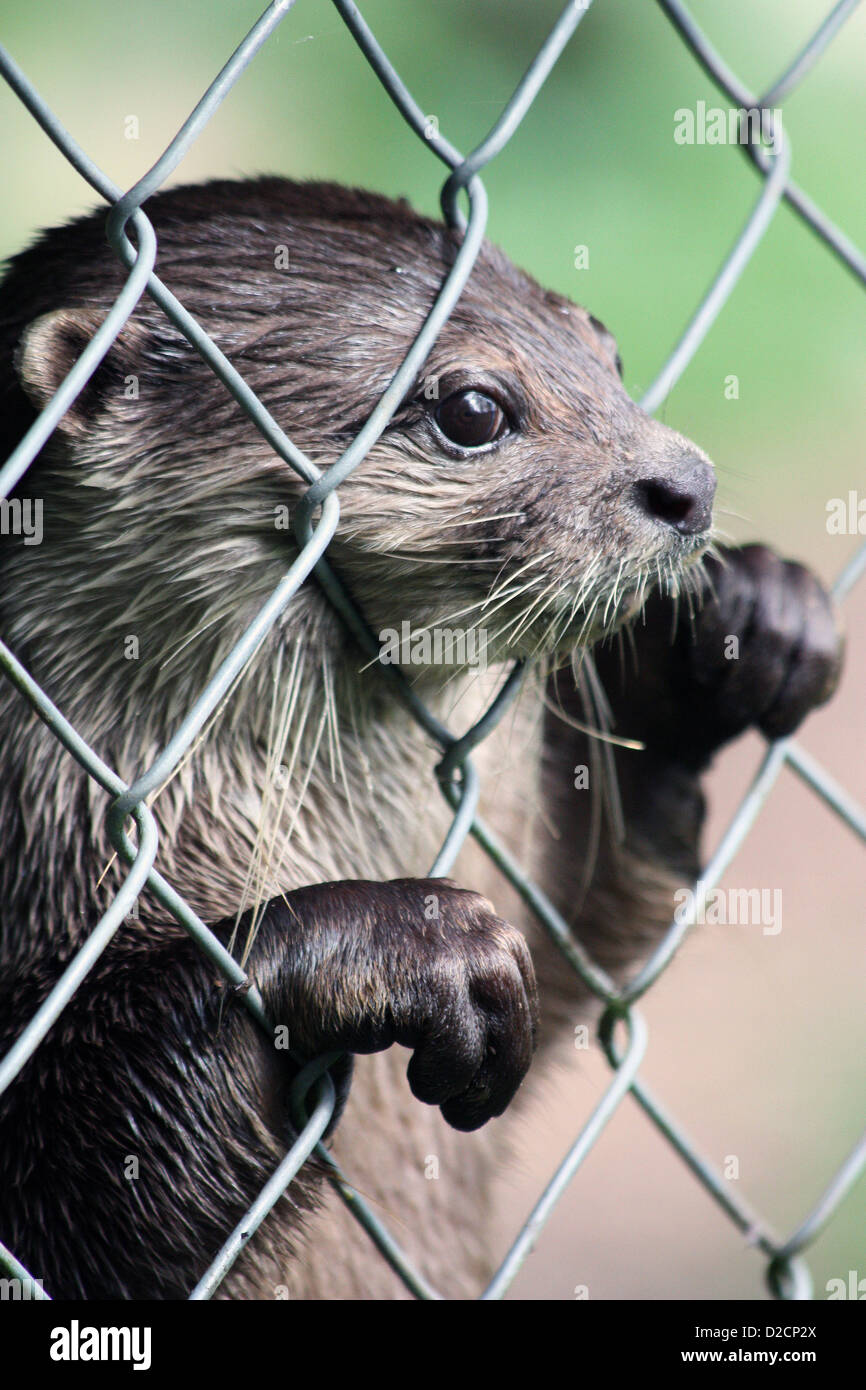 Otter au nouveau centre de la faune et de la forêt Banque D'Images