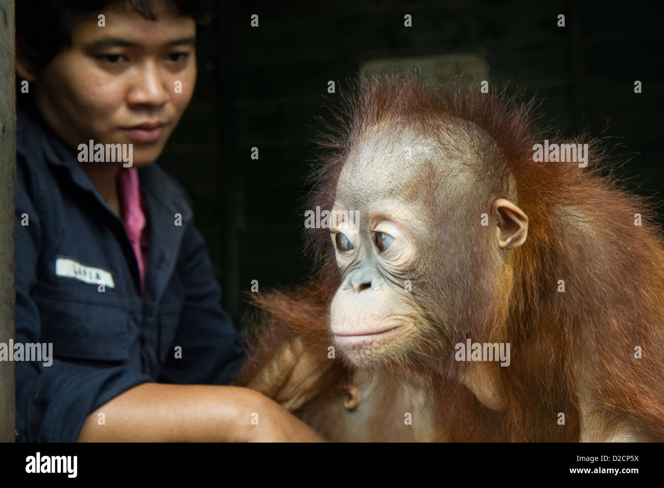 Orang-outan (Pongo pygmaeus) un an infant avec gardien, Centre de soins, de l'orang-outan de Bornéo, Indonésie Banque D'Images