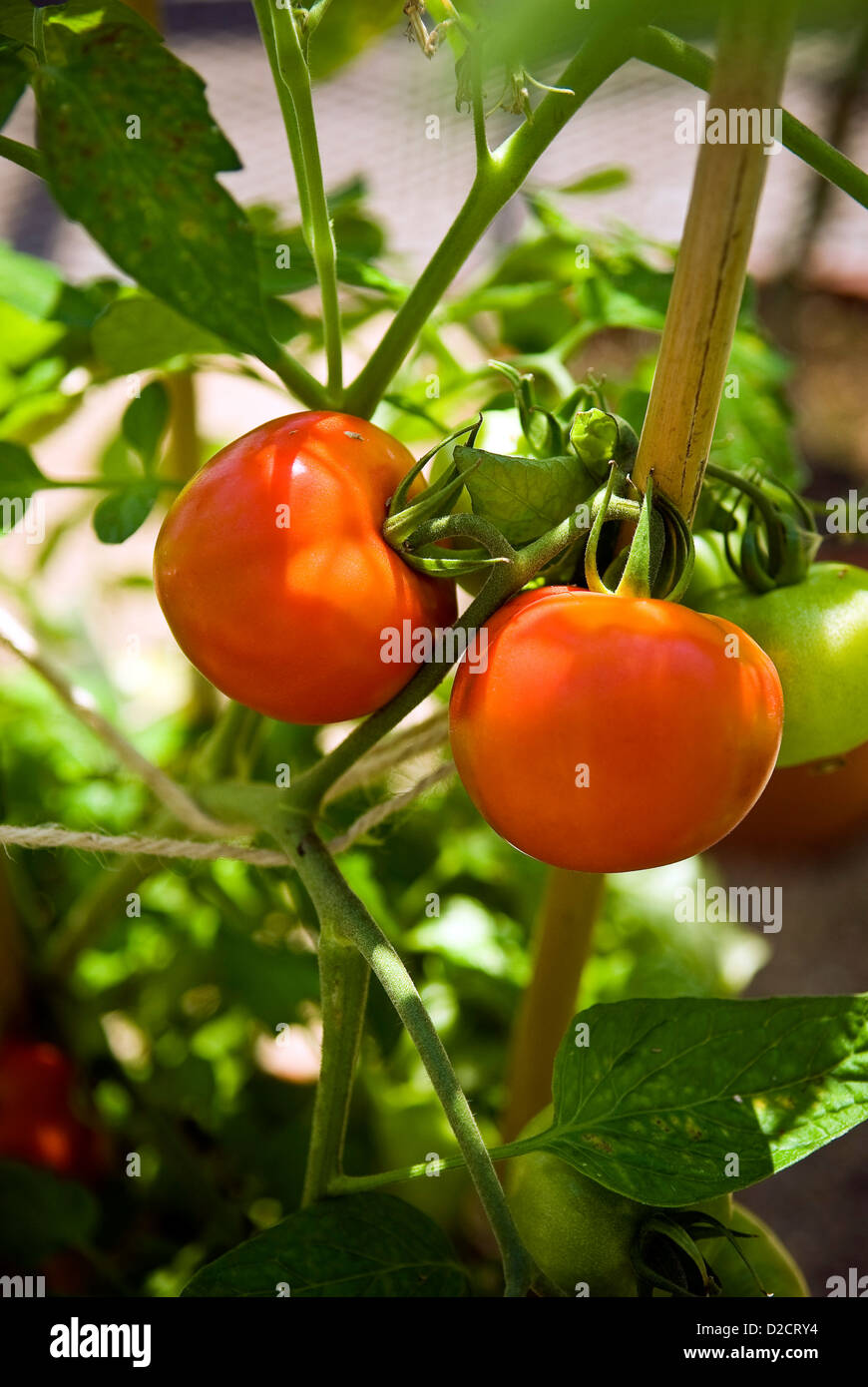 La croissance des plants de tomates dans les serres de West Dean Gardens, Chichester, West Sussex, UK Banque D'Images