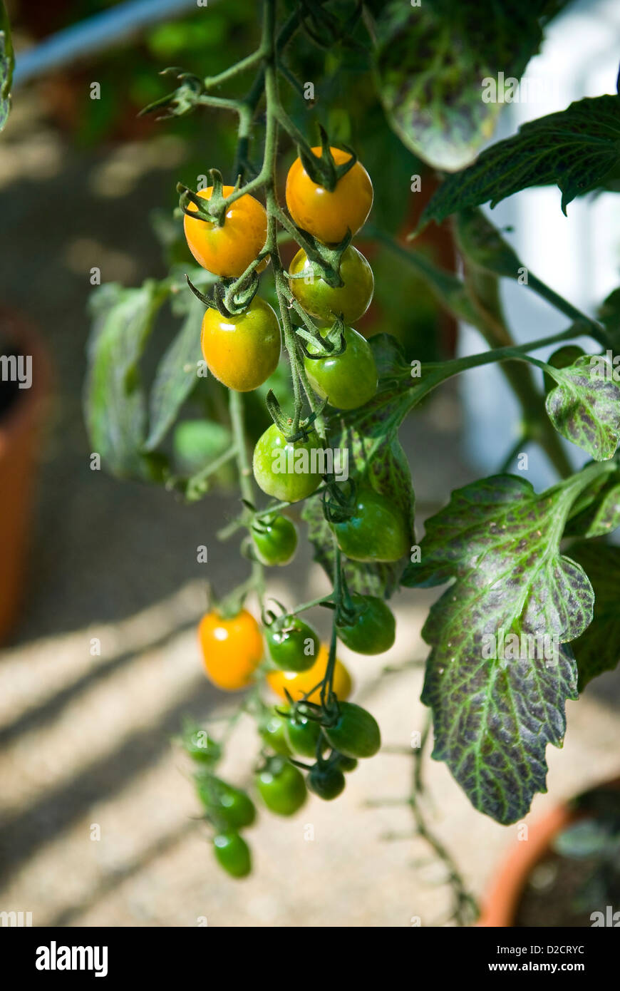 La croissance des plants de tomates dans les serres de West Dean Gardens, Chichester, West Sussex, UK Banque D'Images