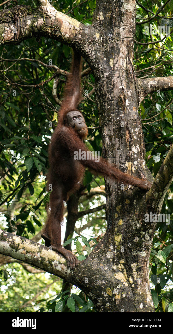 Orang-outan (P. pygmaeus) à l'état sauvage Sandakan Sabah Malaisie Bornéo Banque D'Images