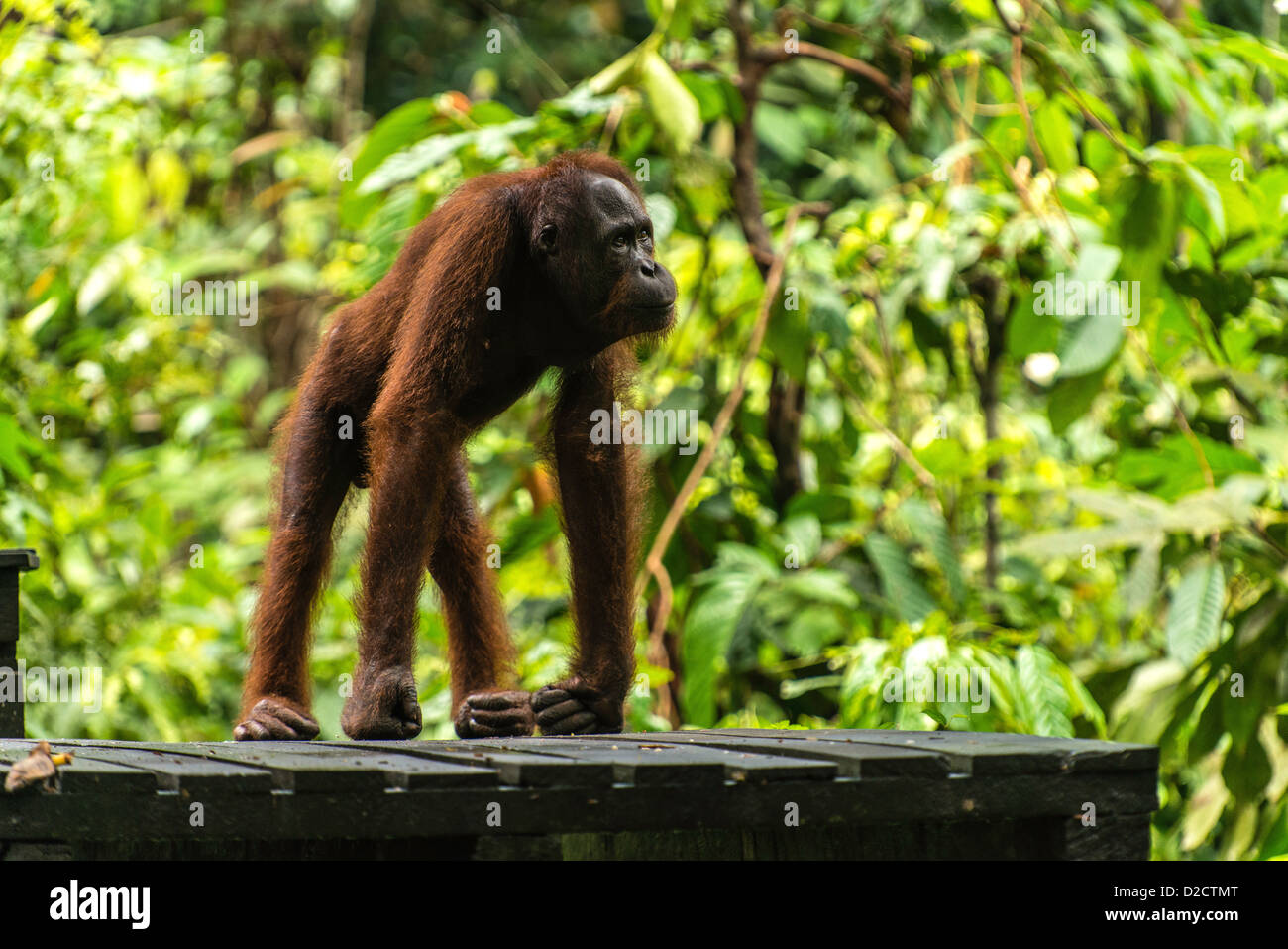 Orang-outan (P. pygmaeus) Sanctuaire Sepilok Sandakan Sabah Malaisie Bornéo Banque D'Images