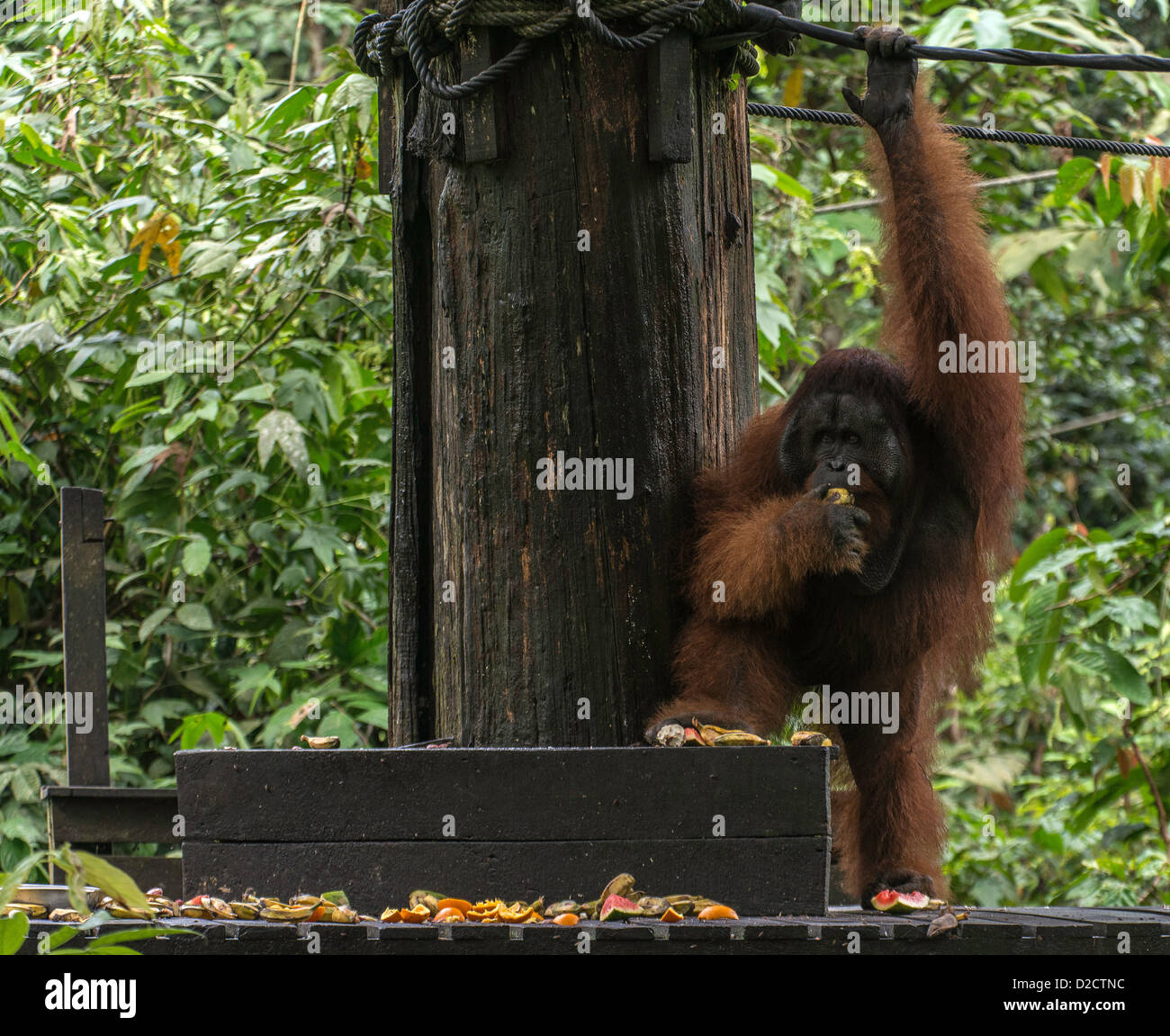 Mâle dominant orang-outan (P. pygmaeus) Sanctuaire Sepilok Sandakan Sabah Malaisie Bornéo Banque D'Images