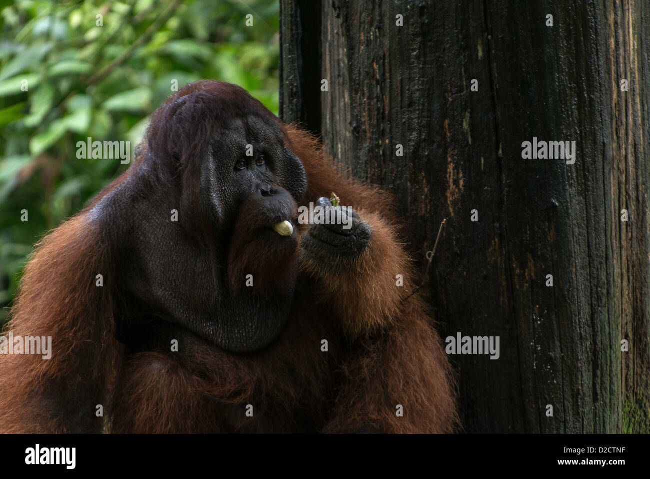 Mâle dominant orang-outan (P. pygmaeus) manger une banane Sanctuaire Sepilok Sandakan Sabah Malaisie Bornéo Banque D'Images