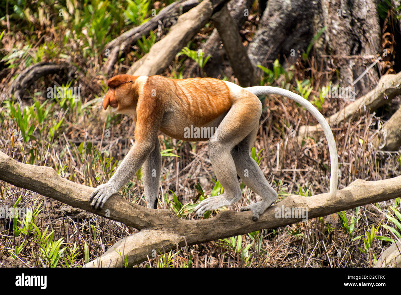Proboscis Monkey (Nasalis larvatus) ou singe bec long Sabah Malaisie Bornéo Banque D'Images