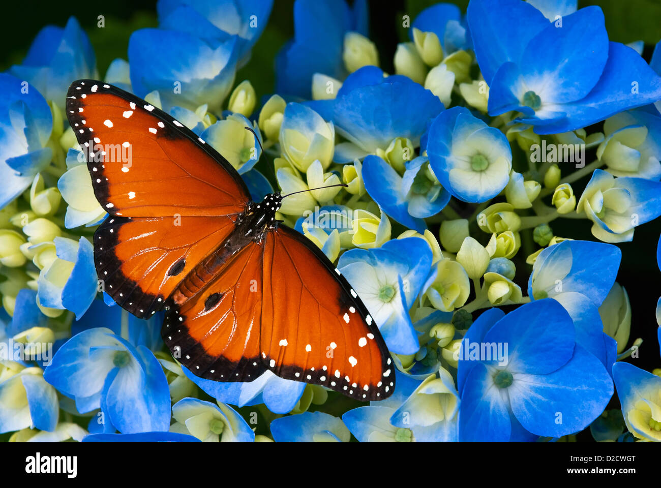 Papillon danaus gilippus (Queen) sur l'hortensia bleu fleurs Banque D'Images