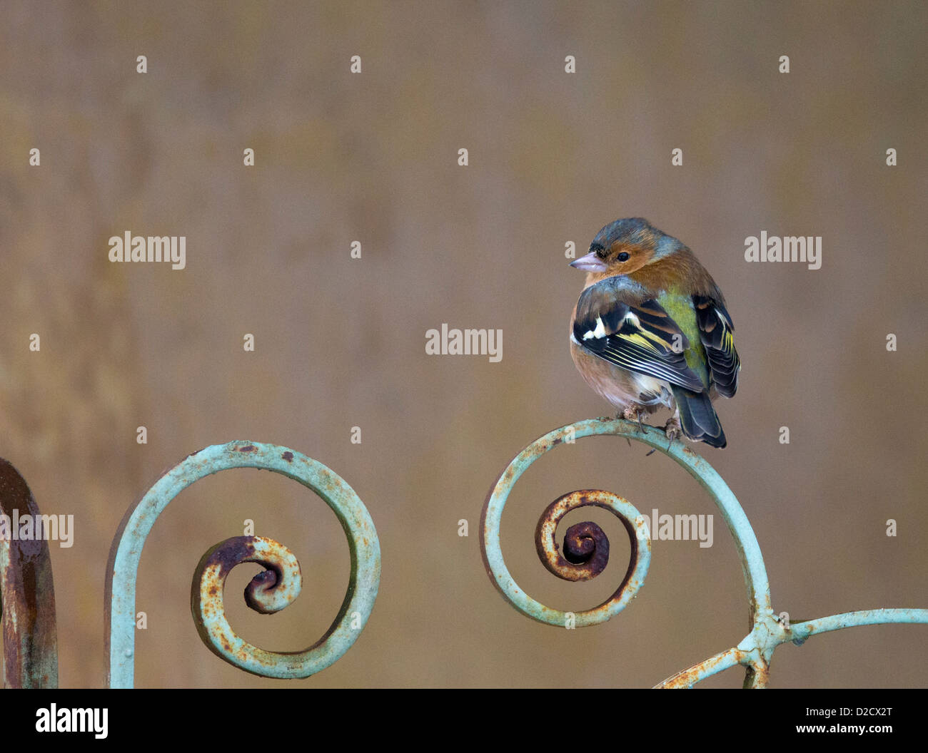 Common Chaffinch (Fringilla coelebs) Banque D'Images