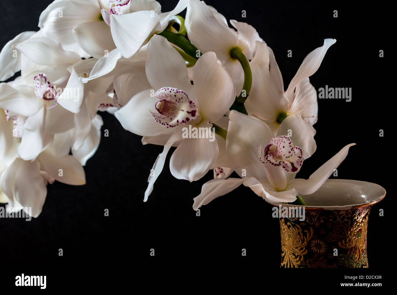 Orchidées Cymbidium ou bateau, est un genre de 52 espèces à feuilles persistantes dans la famille des orchidées Orchidaceae Banque D'Images