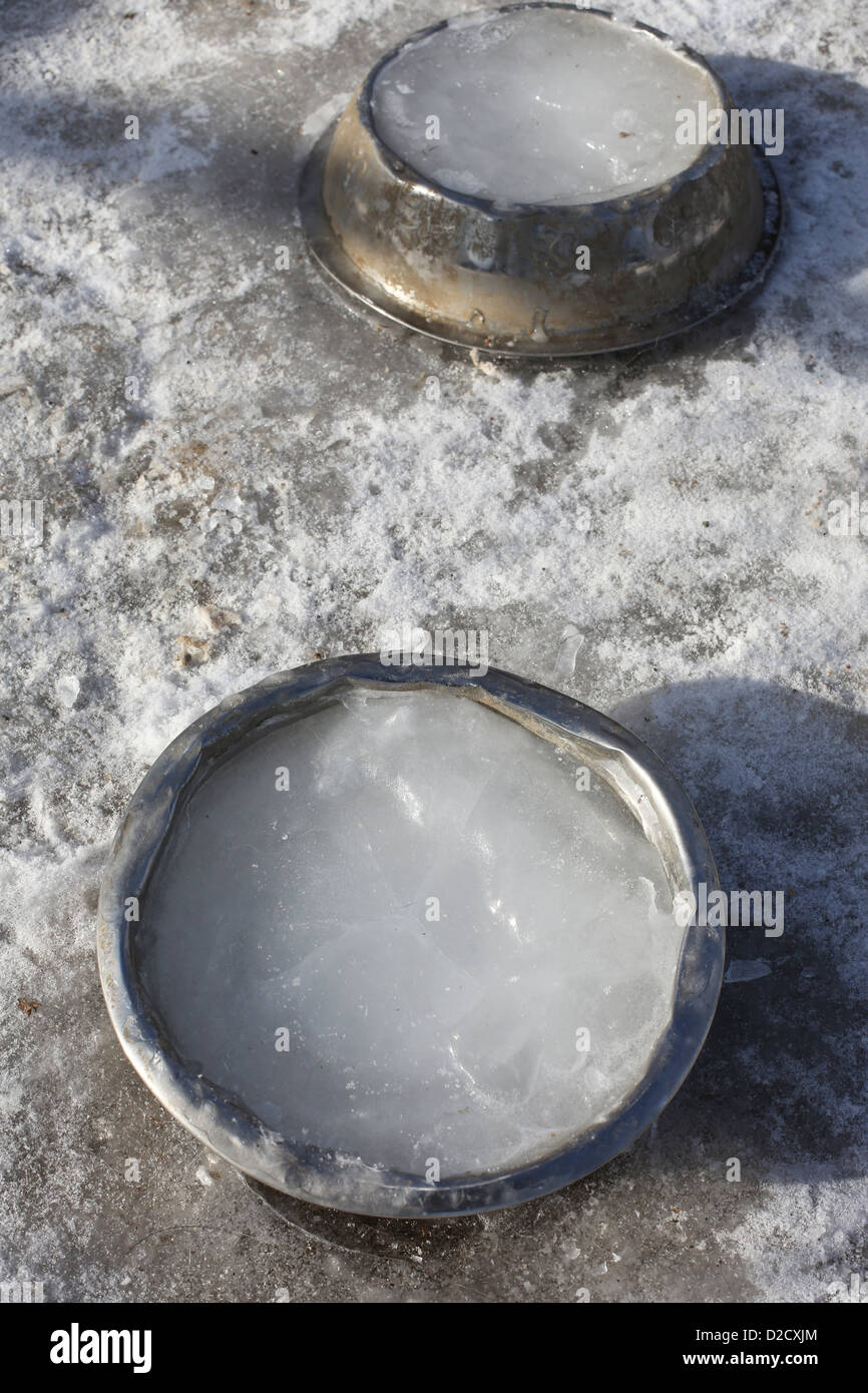L'eau gelée dans les plats de chien. Banque D'Images